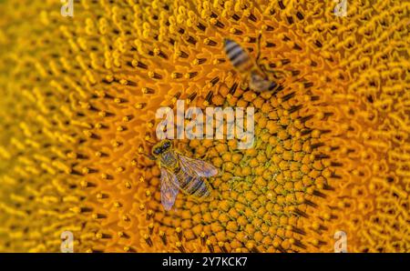 Wil ZH, Schweiz, 21. Juli 2024: Zwei Bienen arbeiten an einer Sonnenblume. (Foto: Andreas Haas/dieBildmanufaktur) Stockfoto