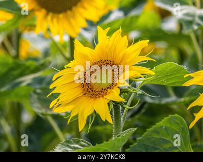 Wil ZH, Schweiz, 21. Juli 2024: Blühende Sonnenblumen stehen in der Sommersonne. (Foto: Andreas Haas/dieBildmanufaktur) Stockfoto