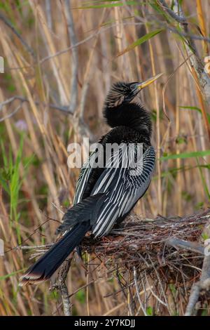 Nesting Anhinga, Anhinga anhinga, Florida Everglades Stockfoto