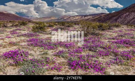 Desert Sand Eisenkraut, Anza Borrego SP - California Stockfoto