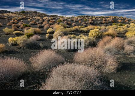 Desert Vegetation der Flanken eines alten Schlackenkegel, Sunset Crater National Monument, Arizona Stockfoto