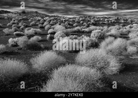 Desert Vegetation der Flanken eines alten Schlackenkegel, Sunset Crater National Monument, Arizona Stockfoto