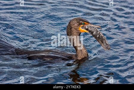 Kormoran mit Doppelcrestbesen (Phalacrocorax auritus) mit Wels... Everglades National Park ist ein Nationalpark im US-Bundesstaat Florida. Die großen Stockfoto