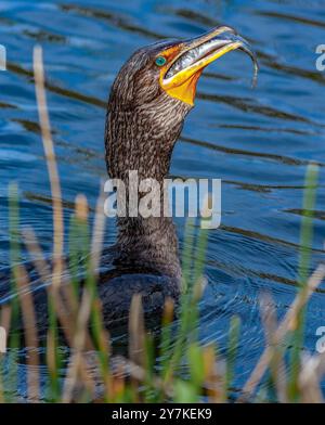 Kormoran mit Doppelcrestbesen (Phalacrocorax auritus) mit Wels... Everglades National Park ist ein Nationalpark im US-Bundesstaat Florida. Die großen Stockfoto