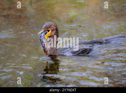 Kormoran mit Doppelcrestbesen (Phalacrocorax auritus) mit Wels... Everglades National Park ist ein Nationalpark im US-Bundesstaat Florida. Die großen Stockfoto