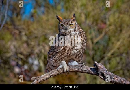 Große gehörnte Eule - Bubo virginianus Stockfoto