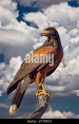 Harris Hawk, Parabuteo unicinctus auch: Bay-Winged Hawk oder Dusky Hawk Stockfoto