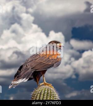 Der Harris Hawk, Parabuteo Unicinctus bekannt früher als die Bucht-winged Hawk oder Altrosa Hawk in der Sonora-Wüste gesehen. Stockfoto