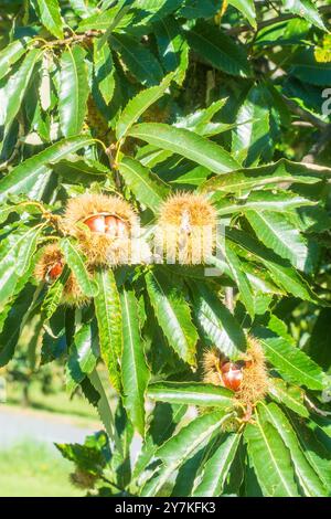 Sankt Stefan ob Stainz: Castanea sativa, die süße Kastanie, spanische Kastanienbäume in der Süd-Steiermark, Steiermark, Österreich Stockfoto