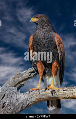 Der Harris Hawk, Parabuteo Unicinctus bekannt früher als die Bucht-winged Hawk oder Altrosa Hawk in der Sonora-Wüste gesehen. Stockfoto