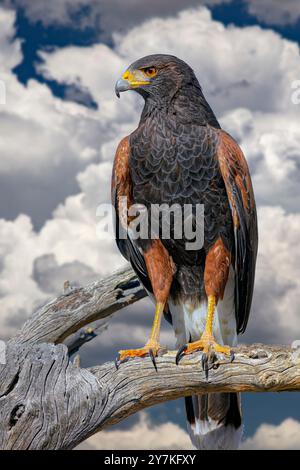 Der Harris Hawk, Parabuteo Unicinctus bekannt früher als die Bucht-winged Hawk oder Altrosa Hawk in der Sonora-Wüste gesehen. Stockfoto