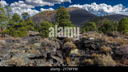 Kiefer & Schlackenkegel, Sunset Crater National Monument, AZ Stockfoto