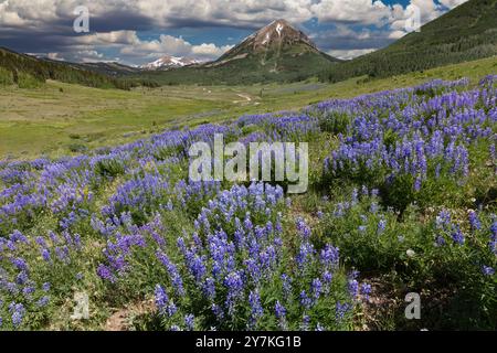Wildflower Meadow - Lila Lupin (in der Nähe von Crested Butte, CO) Stockfoto