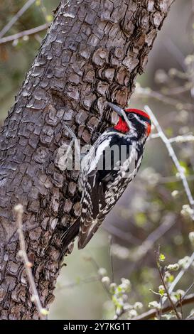 Rot-naped Sapsucker, Sphyrapicus nuchalis, Arizona Stockfoto