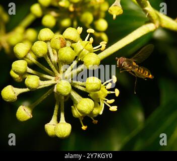 Eine Marmelade-luftfliege, die auf eine Efeublüte zufliegt. Collinswoodimages. Stockfoto