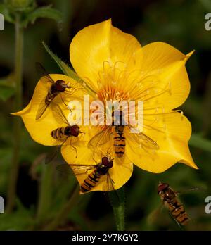 Vier Schwebfliegen fressen und einer fliegt zu einer Alpenaunenblume. Collinswoodimages. Stockfoto