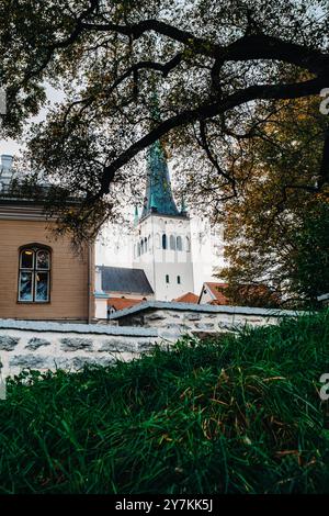 Der blaue Turm der St. Olaf-Kirche hinter einem Baum in der Altstadt von Tallinn, Estland Stockfoto