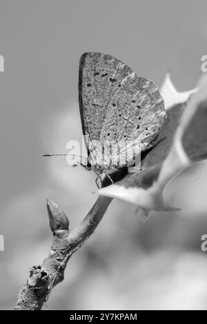 Schwarz-weiß-Bild eines Stechpalmen-blauen Schmetterlings (Celastrina argiolus) auf einem vielschichtigen stechpalmen-Blatt Stockfoto