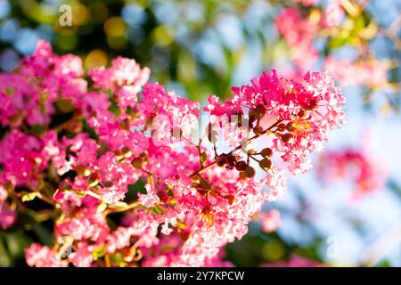 Große Blumen von rosa lagerstroemia an einem sonnigen Tag vor dem Hintergrund des blauen Himmels Stockfoto