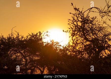 Ein wunderschöner Sonnenuntergang mit üppigen grünen Bäumen im Vordergrund und dem lebhaften Sonnenuntergang im Hintergrund, der eine atemberaubende Szene schafft Stockfoto