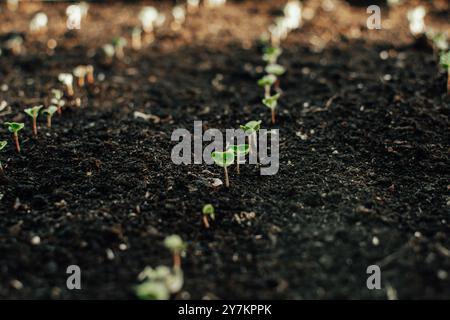 Frische Setzlinge, die in einer Reihe im Gemüsegarten wachsen. Stockfoto