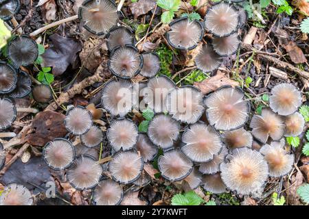 Pilzklumpen von Pilzen gesehen von oben im Herbst, England, Vereinigtes Königreich, wahrscheinlich reife deliqueszierende glänzende Tintenkappe Coprinus micaceus Stockfoto