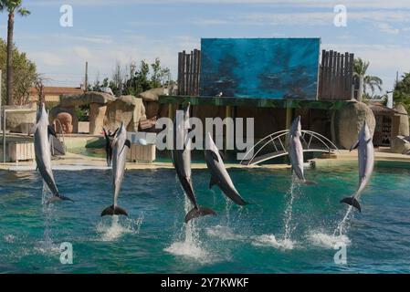 Lebendige Delfinshow: Trainer und Delfine im Marine Land, Südfrankreich Stockfoto