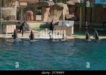 Lebendige Delfinshow: Trainer und Delfine im Marine Land, Südfrankreich Stockfoto