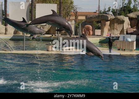 Lebendige Delfinshow: Trainer und Delfine im Marine Land, Südfrankreich Stockfoto