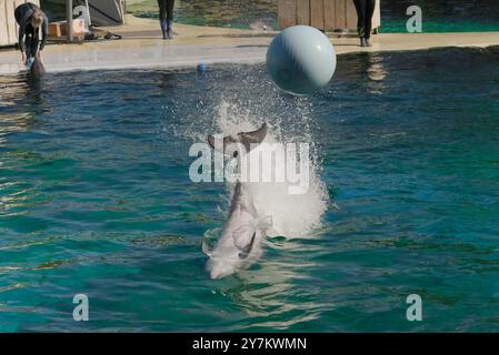 Lebendige Delfinshow: Trainer und Delfine im Marine Land, Südfrankreich Stockfoto