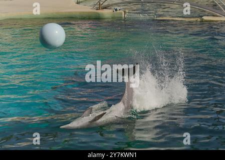 Lebendige Delfinshow: Trainer und Delfine im Marine Land, Südfrankreich Stockfoto