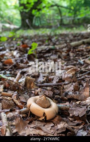 Kragen-Regensternpilz (Geastrum triplex) im Buchenwald auf der Kreide der North Downs, Surrey, England, Großbritannien, im Herbst Stockfoto