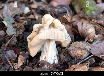 Weißer Sattelpilz (Helvella crispa), auch Elfensattel oder gewöhnlicher Helvel genannt, ein Ascomycete-Toadstool, der im Herbst in England im Wald wächst Stockfoto