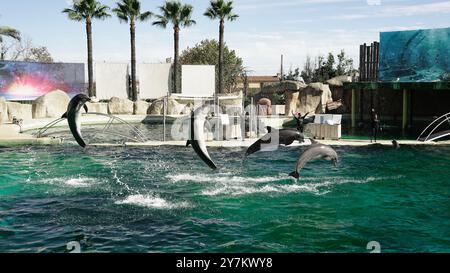 Lebendige Delfinshow: Trainer und Delfine im Marine Land, Südfrankreich Stockfoto