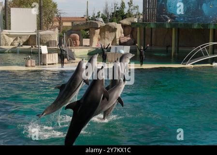 Lebendige Delfinshow: Trainer und Delfine im Marine Land, Südfrankreich Stockfoto