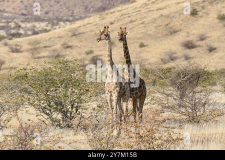 Angola Giraffen (Giraffa camelopardalis angolensis), in der Nähe von Khowarib, Damaraland, Kunene Region, Namibia, Afrika Stockfoto