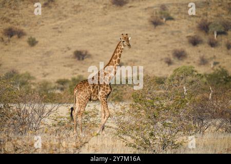 Angola Giraffe (Giraffa camelopardalis angolensis), in der Nähe von Khowarib, Damaraland, Kunene Region, Namibia, Afrika Stockfoto