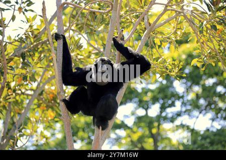 Siamang (Symphalangus syndactylus), Erwachsener, der Baum ruft, Südostasien Stockfoto