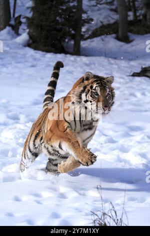 Sibirischer Tiger (Panthera tigris altaica), erwachsen, im Schnee, im Winter, springen, unverlierbar Stockfoto