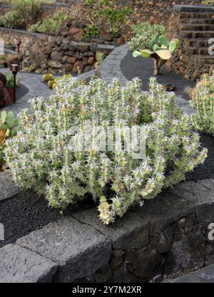 Mokgwakgwatha, Euphorbia barnardii, Euphorbiaceae. Jardin de Cactus, Guatiza, Lanzarote, Kanarische Inseln, Spanien. Stockfoto