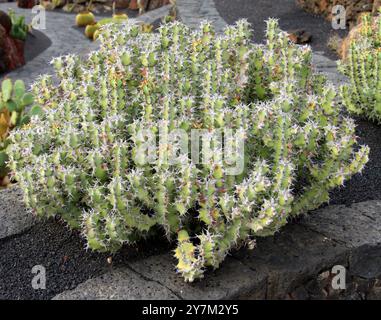 Mokgwakgwatha, Euphorbia barnardii, Euphorbiaceae. Jardin de Cactus, Guatiza, Lanzarote, Kanarische Inseln, Spanien. Stockfoto