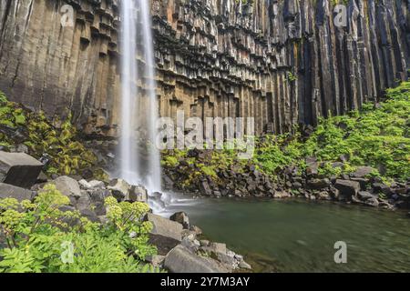 Wasserfall, Basaltsäulen, Sommer, angelica-Wurzel (Angelica archangelica), Svartifoss, Skaftafell-Nationalpark, Island, Europa Stockfoto