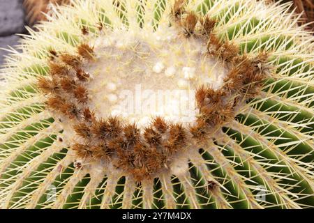 Goldener Fasskaktus, Echinopsis grusonii, Cactaceae. Jardin de Cactus, Guatiza, Lanzarote, Kanarische Inseln, Spanien. Stockfoto