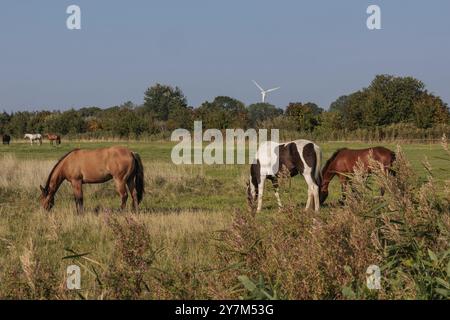 Pferde weiden auf einer grünen Wiese, im Hintergrund eine Windturbine zwischen Bäumen, norden, norddeich, nordsee, deutschland Stockfoto