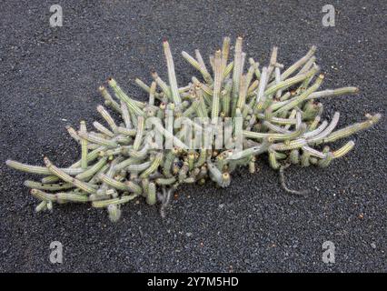 Euphorbia baioensis, Euphorbiaceae. Kenia, Afrika. Diese saftige Pflanze stammt ursprünglich aus Kenia. Sie kommt in tropischen Wüsten vor und blüht Stockfoto