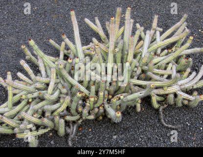 Euphorbia baioensis, Euphorbiaceae. Kenia, Afrika. Diese saftige Pflanze stammt ursprünglich aus Kenia. Sie kommt in tropischen Wüsten vor und blüht Stockfoto