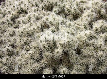 Ummantelte Cholla- oder Braundornspeier Hudson-Birne, Cylindropuntia tunicata, syn. Opuntia tunicata, Cactaceae. Mexiko, Nordamerika. Cylindropuntia tunicat Stockfoto