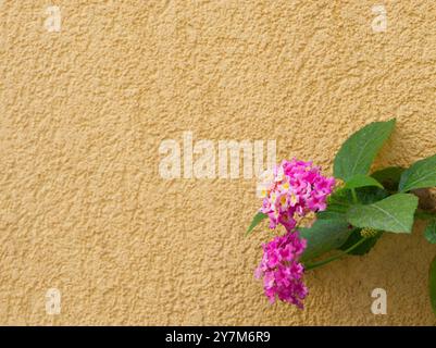 Lantana-Blume vor gelbem Hintergrund. Hochwertige Fotos Stockfoto