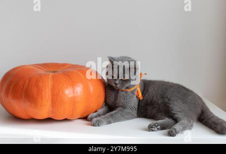 Eine graue Katze und ein großer Kürbis auf weißem Hintergrund. Britische Katze mit orangefarbener Schleife sieht einen großen orangefarbenen Kürbis auf dem Tisch an. Stockfoto
