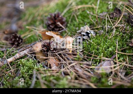 Detaillierte Aufnahme eines kleinen Pilzes umgeben von Tannenzapfen auf einem Waldboden. Das Bild fängt das Wesen des Herbstes mit natürlichen Elementen wie Stockfoto